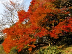 紅葉