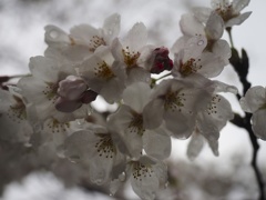 雨桜