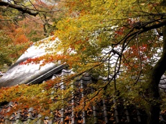 染まる瓦