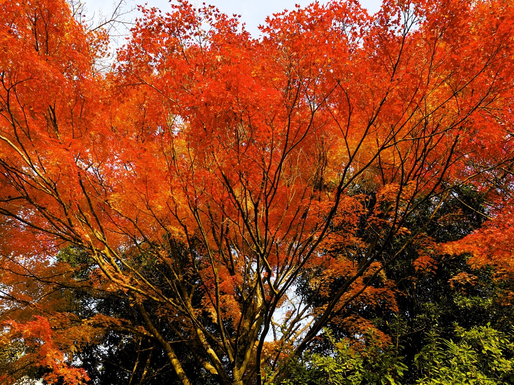 襲いかかる紅