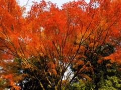 襲いかかる紅