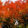 襲いかかる紅