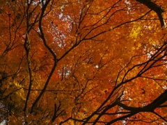 紅葉