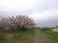 春の河川敷