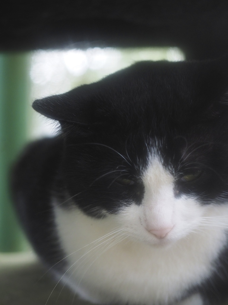 眠たい猫ちゃんの雨宿り