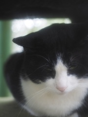 眠たい猫ちゃんの雨宿り
