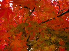 紅
