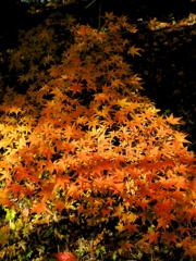 影の中にも紅