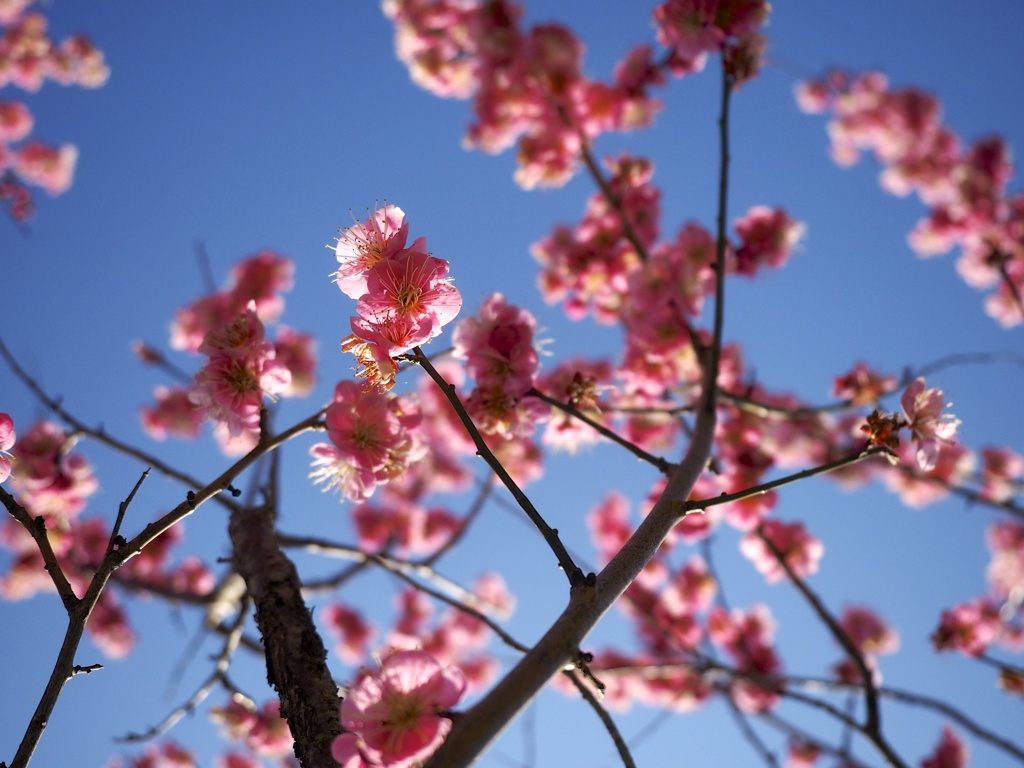 梅の花