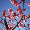 梅の花