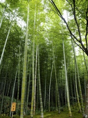 静かな緑