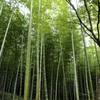 静かな緑