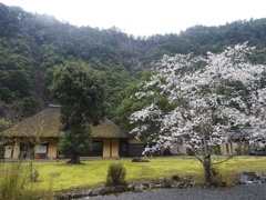 昭和の春