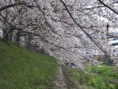 桜のすだれ