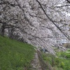 桜のすだれ