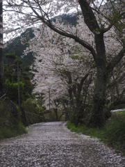 桜道