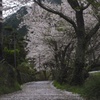 桜道
