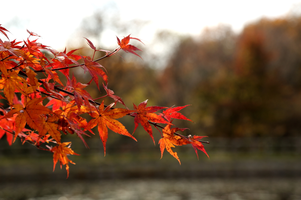 紅葉