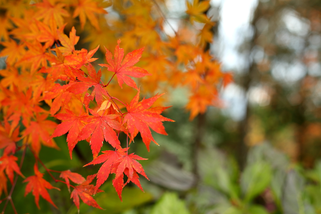紅葉