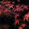 野呂山　紅葉