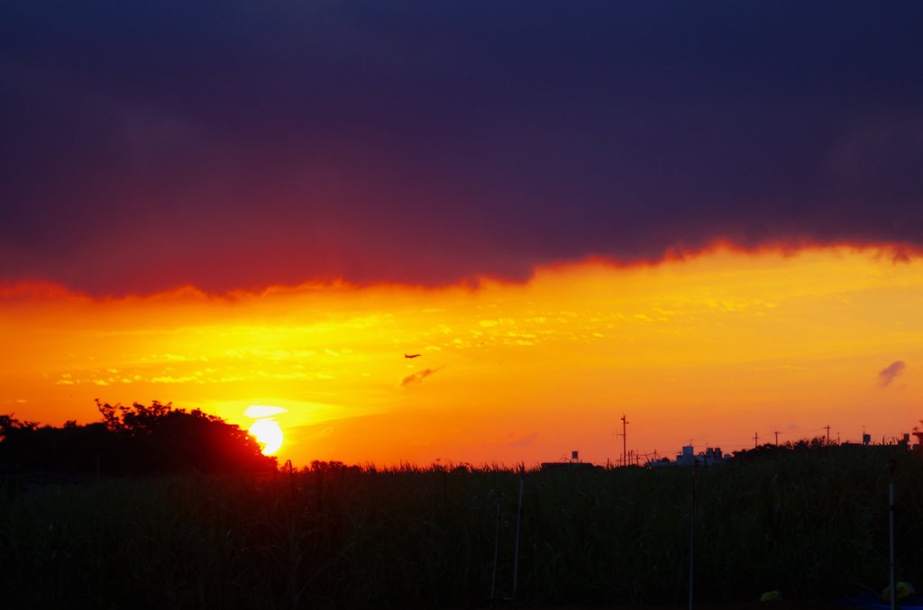 一雨来そうな夕焼け空　ウージ畑