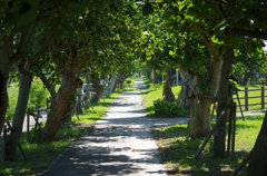 散歩道