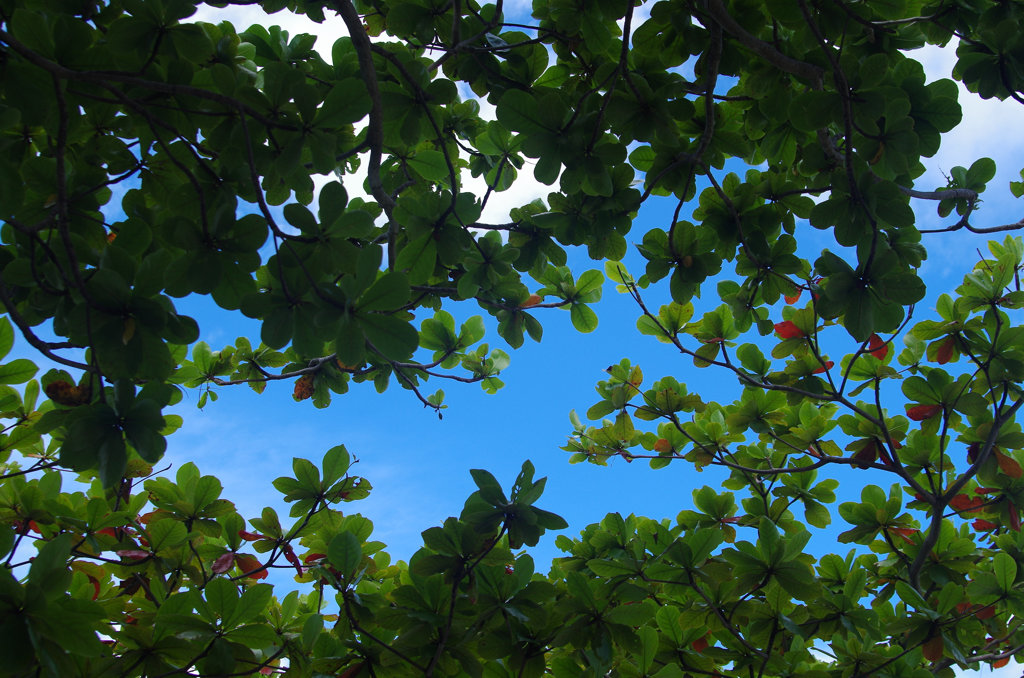 木陰から見上げる夏の空