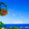 ハマボウの夏