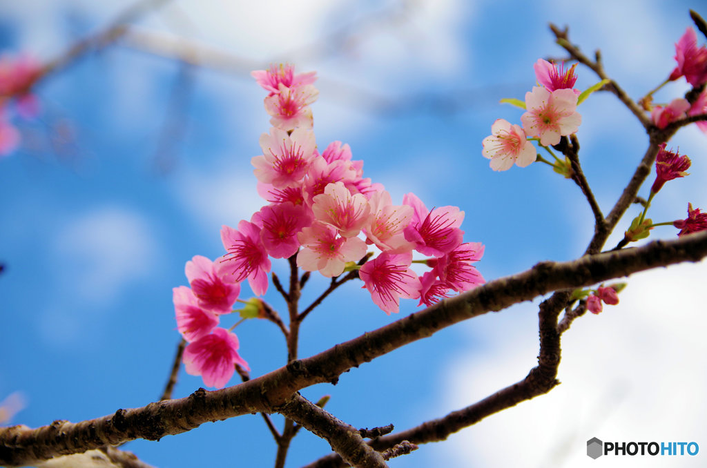 寒緋桜