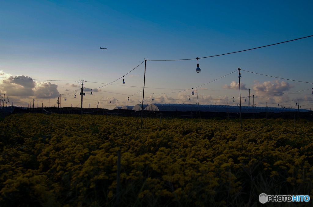 夕暮れの電照菊