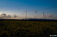 夕暮れの電照菊