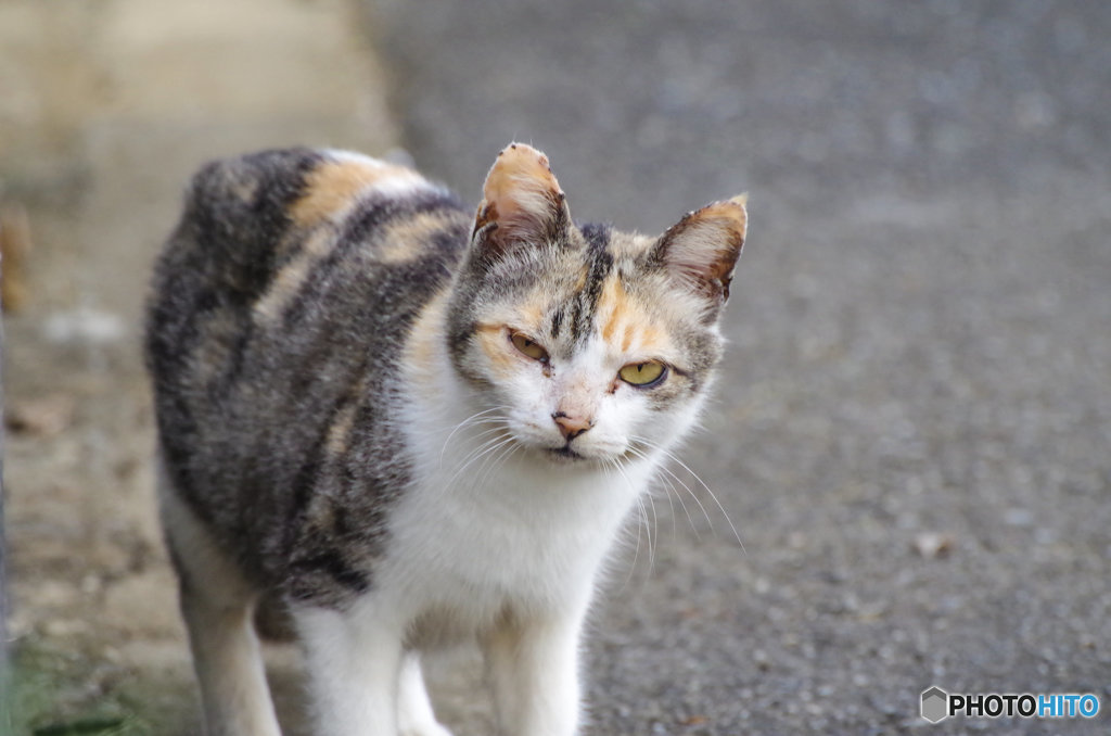 野良の顔つき(笑)(^O^)