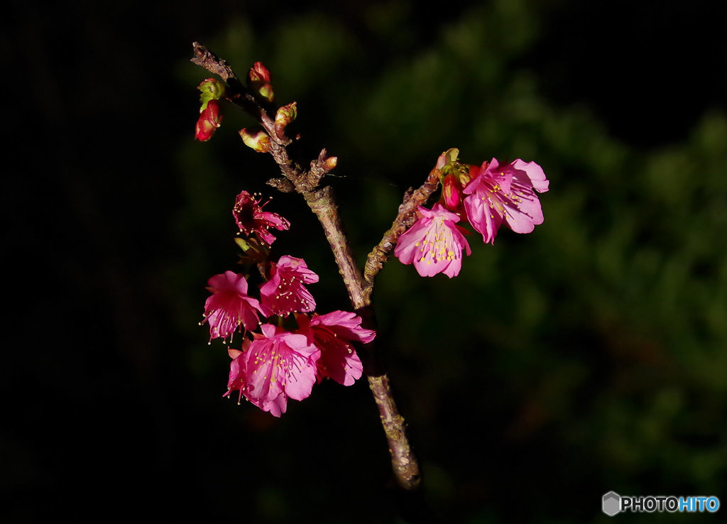 順調に開花してない(^_^;)
