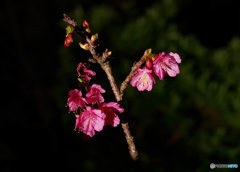 順調に開花してない(^_^;)