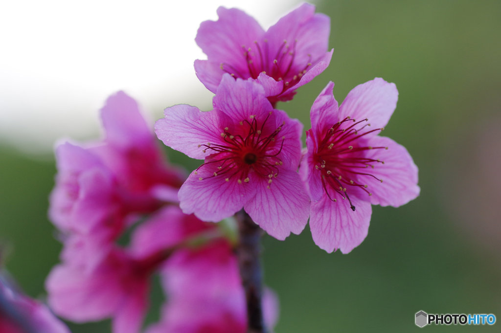 寒緋桜