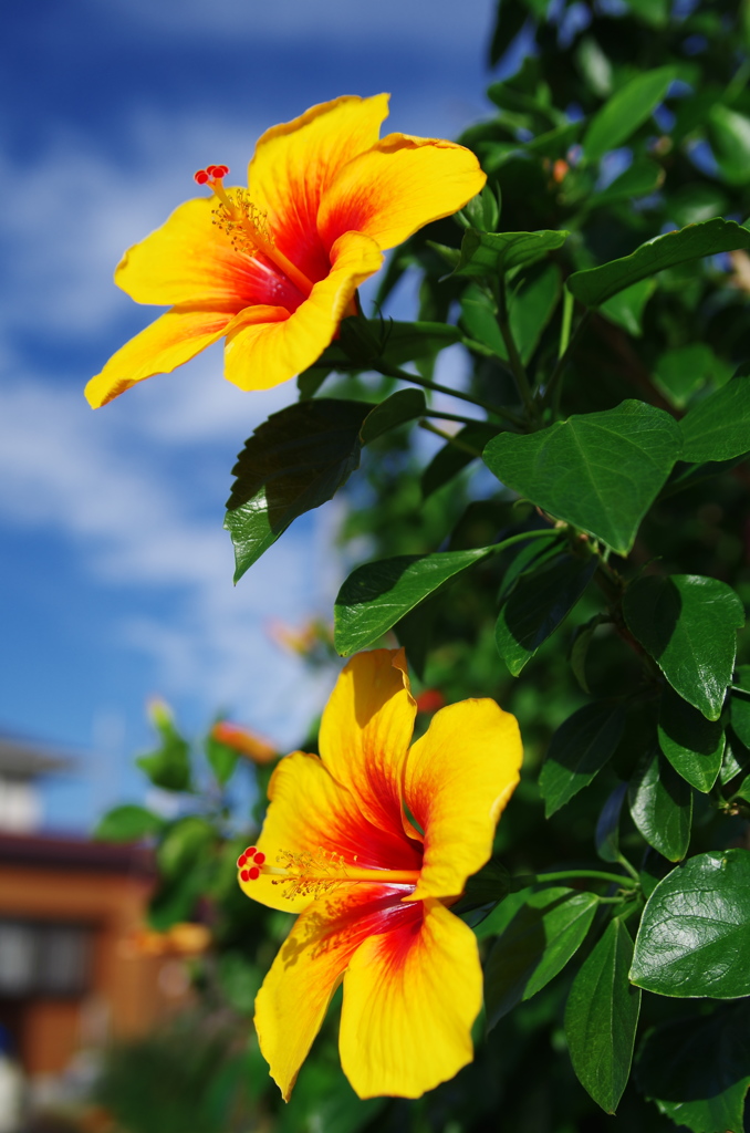 島の青空とハイビスカス