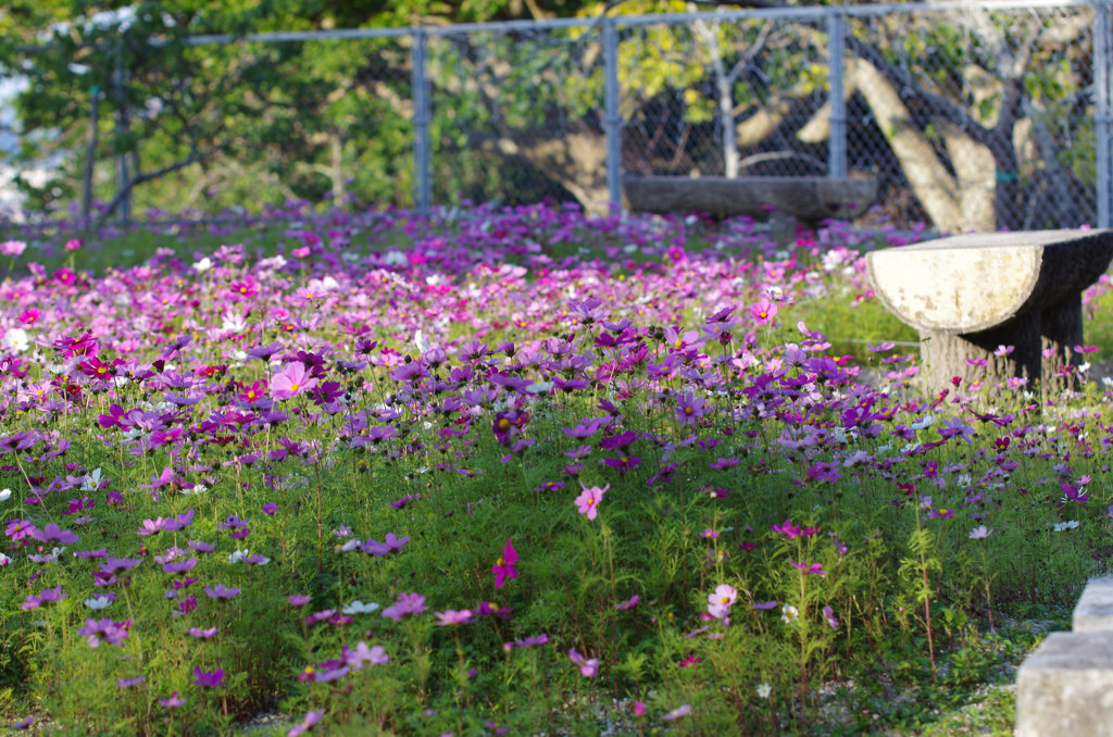 花畑のベンチ