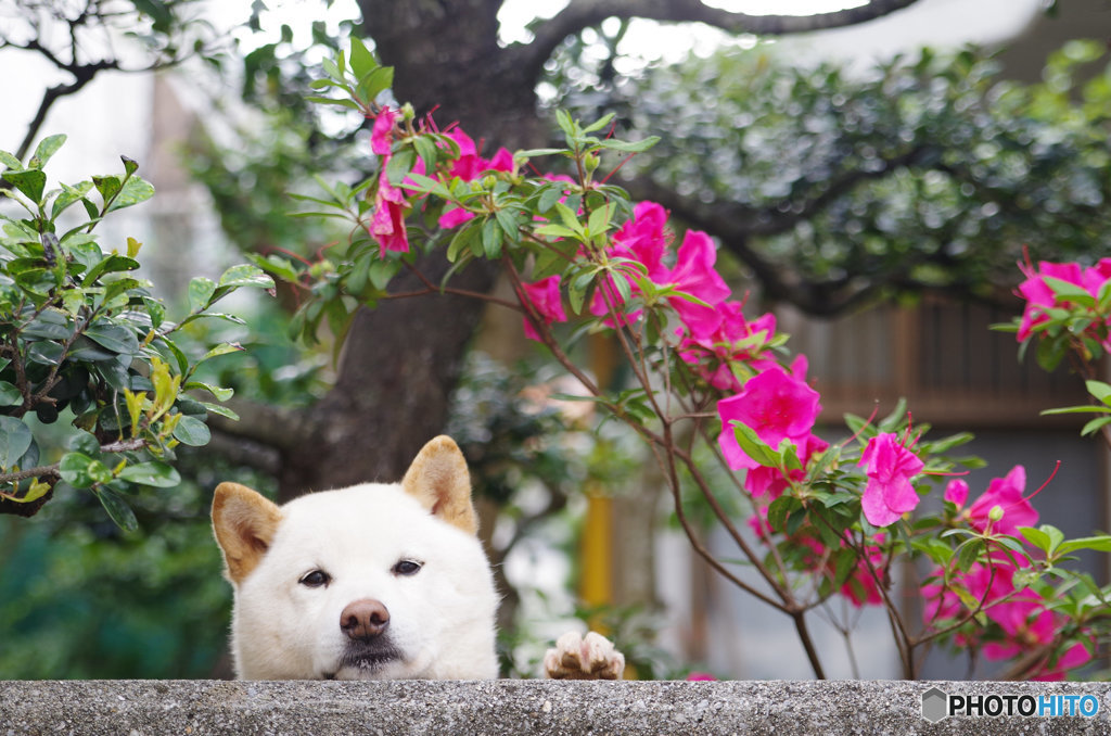 誰か呼んだ～♪^^