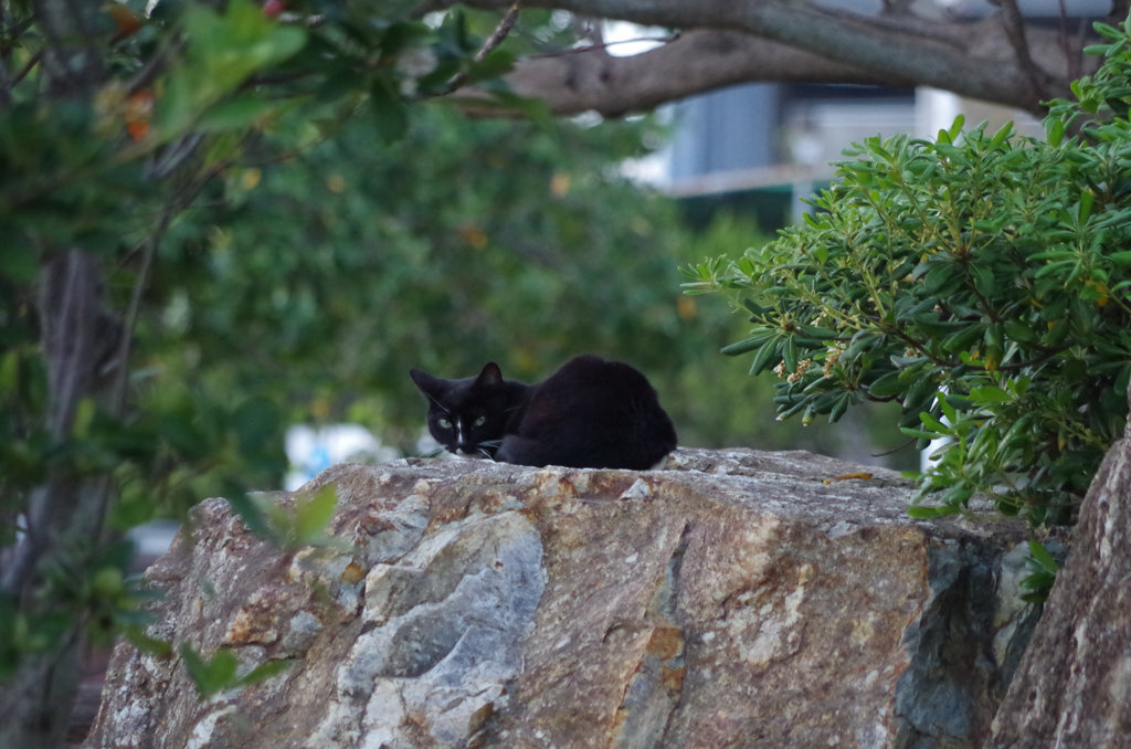 公園でマッタリ中のネコ