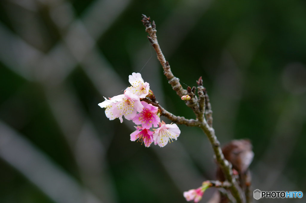 動き出した桜前線