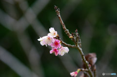 動き出した桜前線