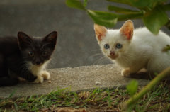 にゃんだあれ！初めてカメラを見るノラの子猫