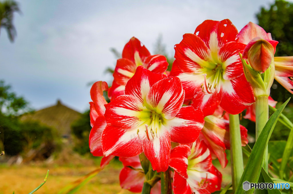 島に咲くユリと思ったらアマリリスの花 By Re Rocket Id 写真共有サイト Photohito