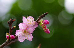 寒緋桜①