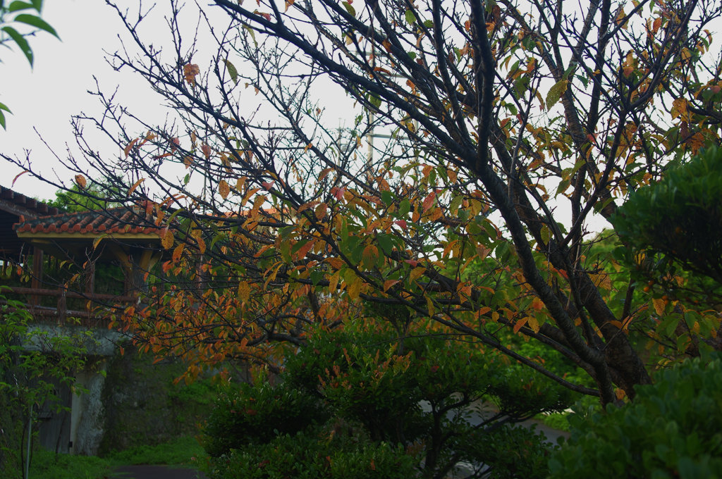 紅葉？