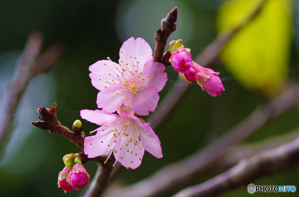 寒緋桜②