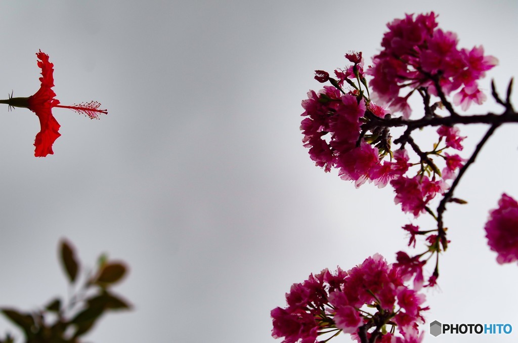 南国の桜