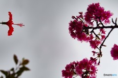 南国の桜