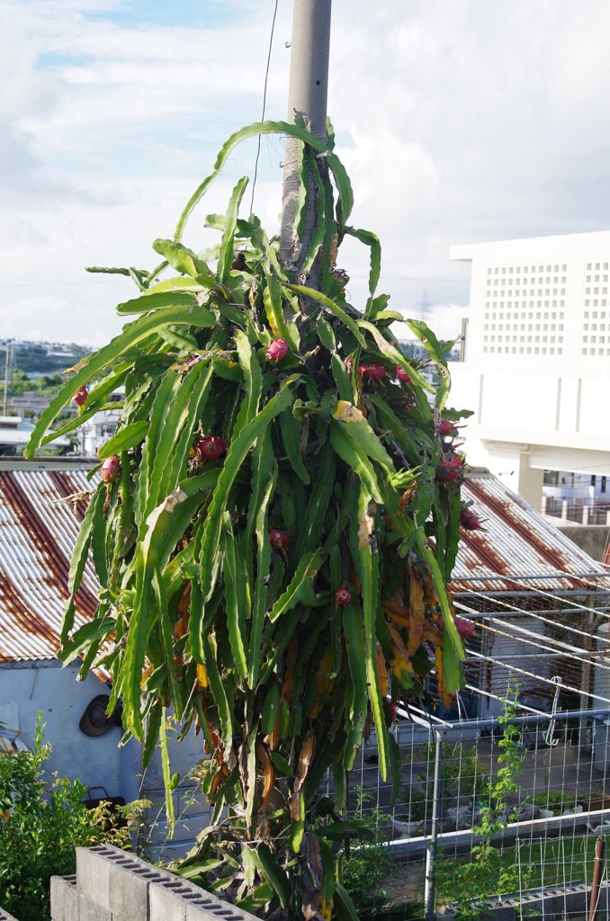 ドラゴンフルーツに取り憑かれた電柱