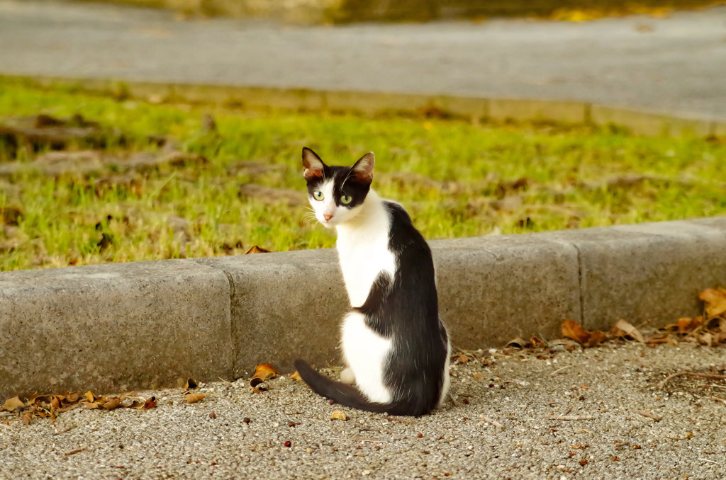 そんな目で見つめないで